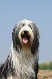 BEARDED COLLIE 193